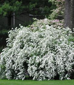    Spiraea Vanhouttei 